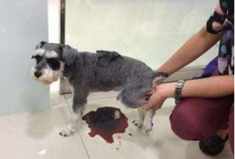 狗狗吃洋葱和大蒜会有什么后果?狗狗误食洋葱和大蒜该怎么办?(图3)