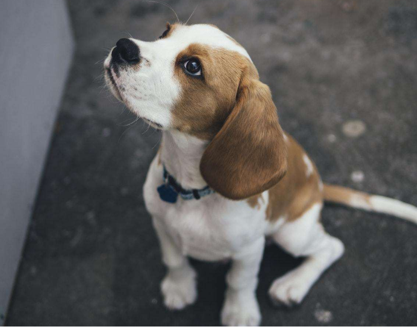 狗狗吃洋葱和大蒜会有什么后果?狗狗误食洋葱和大蒜该怎么办?(图2)