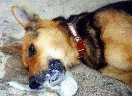 狗狗吃洋葱和大蒜会有什么后果?狗狗误食洋葱和大蒜该怎么办?(图4)