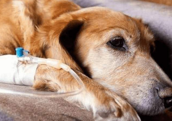 狗狗吃洋葱和大蒜会有什么后果?狗狗误食洋葱和大蒜该怎么办?(图5)