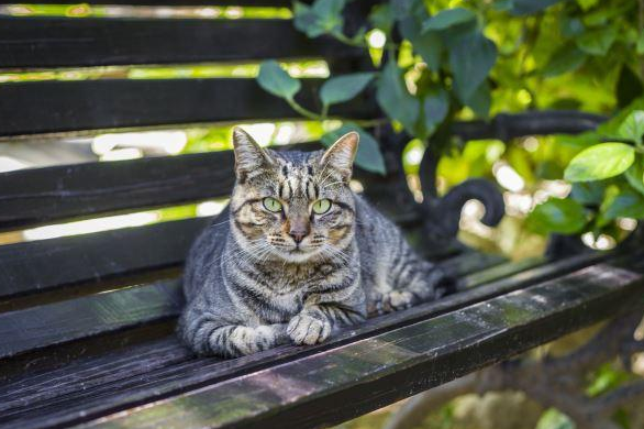 猫咪躺在公园里睡觉 | 一只喵星人的觉悟:大大咧咧睡在公园一醒来发现自己被包围了!(图1)