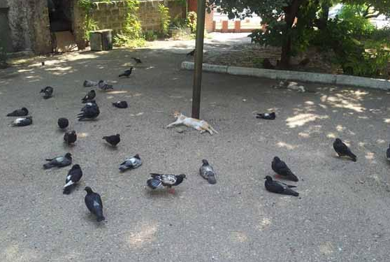 猫咪躺在公园里睡觉 | 一只喵星人的觉悟:大大咧咧睡在公园一醒来发现自己被包围了!(图2)