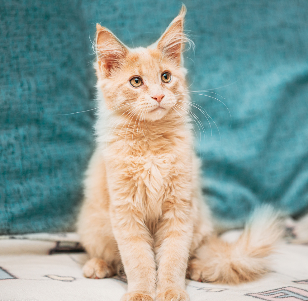 这几种猫最烧钱,买得起不一定养得起(图4)