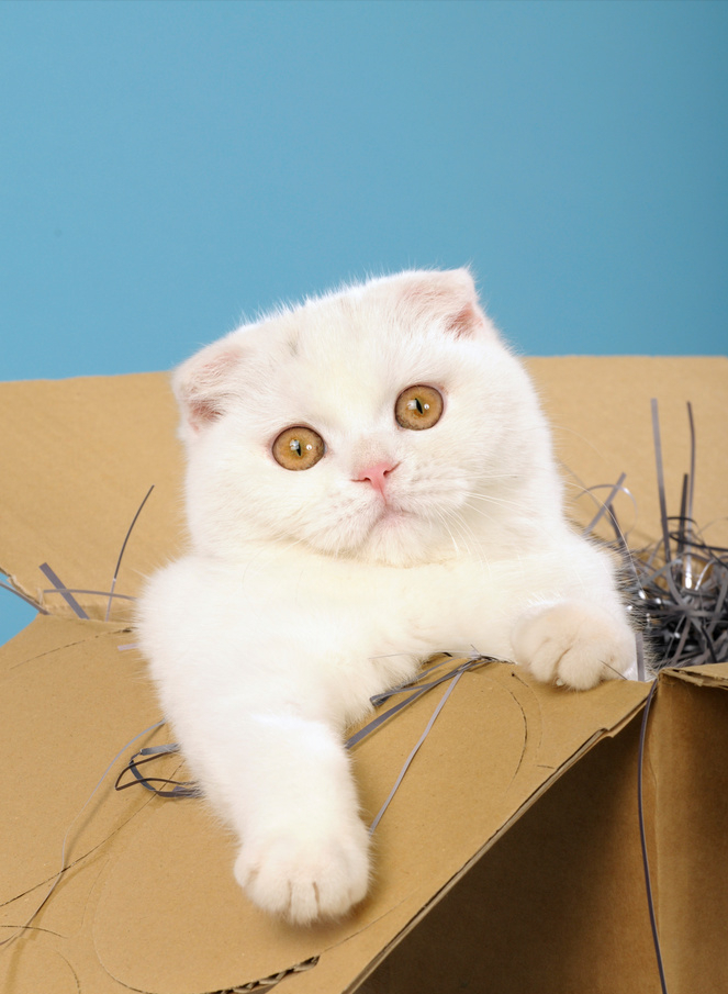 这几种猫最烧钱,买得起不一定养得起(图7)