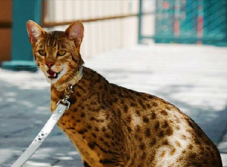 这几种猫最烧钱,买得起不一定养得起(图9)