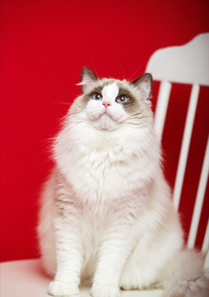 这几种猫最烧钱,买得起不一定养得起(图12)