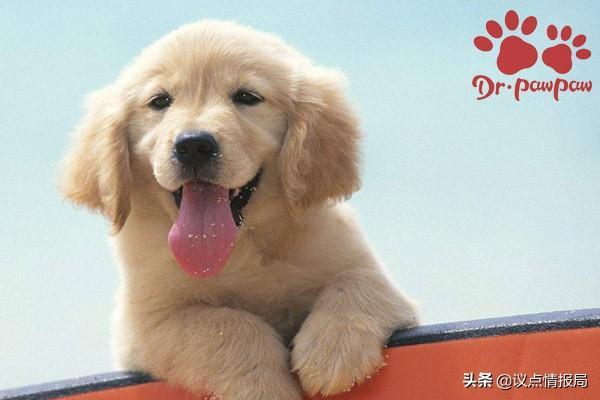 狗狗没运动也气喘吁吁是为什么?狗狗频繁喘气的几种情况(图2)