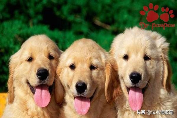 狗狗没运动也气喘吁吁是为什么?狗狗频繁喘气的几种情况(图1)