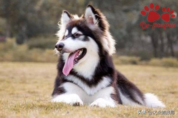 狗狗没运动也气喘吁吁是为什么?狗狗频繁喘气的几种情况(图3)