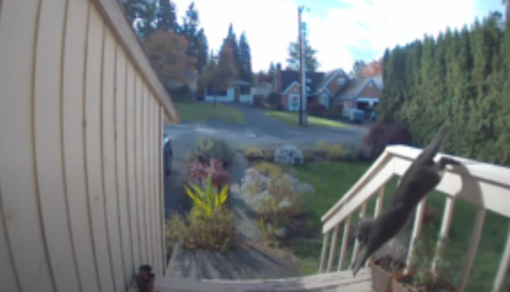 看门猫见郊狼闯后院,秒暴怒飞奔赶跑郊狼(图1)