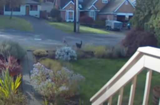 看门猫见郊狼闯后院,秒暴怒飞奔赶跑郊狼(图2)