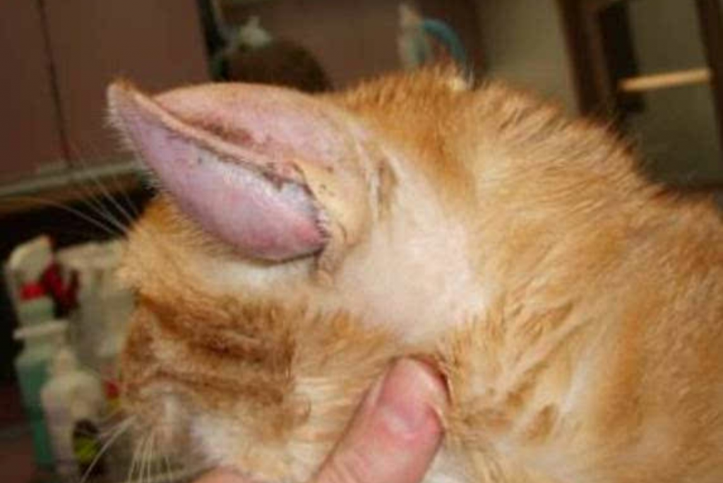 什么是狗狗的耳血肿?狗狗耳血肿应该如何治疗?(图2)