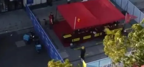 新冠宠物猫被“安乐死”,主人悲痛万分(图1)