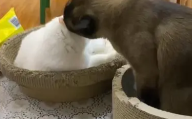 新冠宠物猫被“安乐死”,主人悲痛万分(图2)