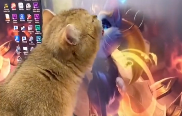 男主人发现猫咪在舔屏幕,网友:这是真爱(图1)