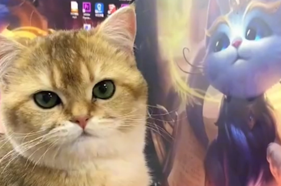 男主人发现猫咪在舔屏幕,网友:这是真爱(图2)