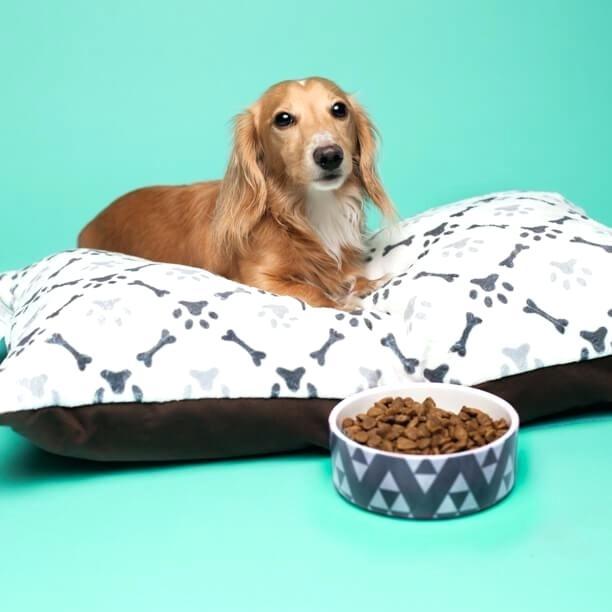 为什么狗狗会打嗝?狗狗打嗝是腹胀的表现吗?(图3)