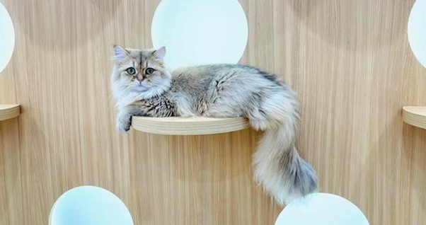 独家调查|萌宠商业秘密:猫一生或消费20万,宠物医疗、保险、殡葬向人类看齐(图1)