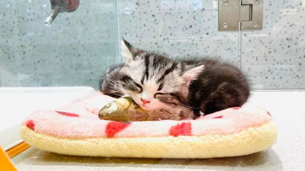 独家调查|萌宠商业秘密:猫一生或消费20万,宠物医疗、保险、殡葬向人类看齐(图3)