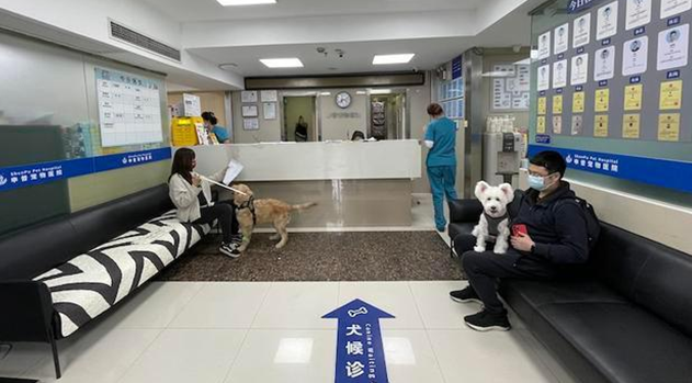 独家调查|萌宠商业秘密:猫一生或消费20万,宠物医疗、保险、殡葬向人类看齐(图6)