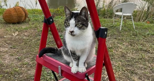 独家调查|萌宠商业秘密:猫一生或消费20万,宠物医疗、保险、殡葬向人类看齐(图12)