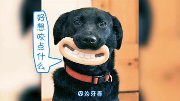 狗狗为什么要在家搞破坏?怎么更好地解决狗狗拆家的习惯?(图2)