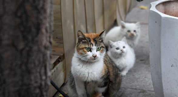 铲屎的在家里装了摄像头, 半夜却发现猫咪这样盯着自己(图1)