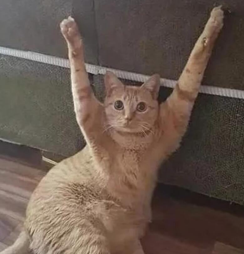下班看见猫咪双手投降,还以为它犯啥错了,走近后铁憨憨无疑了(图2)