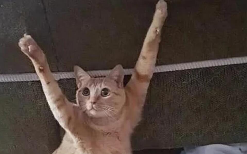 下班看见猫咪双手投降,还以为它犯啥错了,走近后铁憨憨无疑了(图1)
