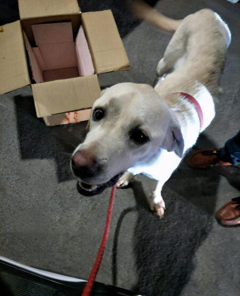 狗狗为什么很瘦、长不胖?狗狗长不胖到底是因为什么原因?(图1)