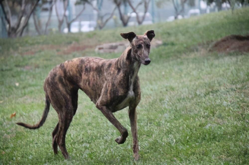 狗狗为什么很瘦、长不胖?狗狗长不胖到底是因为什么原因?(图4)