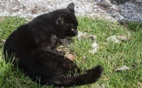 爱猫遭遇车祸,哭着把它埋在树下,第二天一开门,它又出现了(图1)