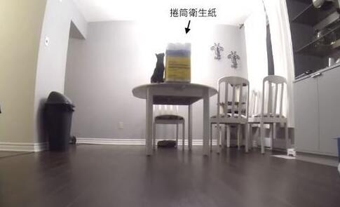猫奴不在家把卫生纸放桌上,下场就是...(图1)