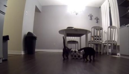 猫奴不在家把卫生纸放桌上,下场就是...(图2)