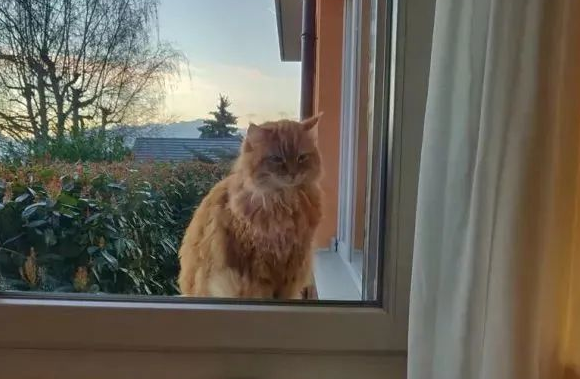 准备收养骗吃骗喝的橘猫,却发现是邻居家的(图2)