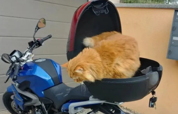 准备收养骗吃骗喝的橘猫,却发现是邻居家的(图1)