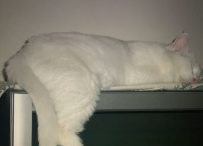 一只14岁猫咪的一生,看完泪流满面(图2)