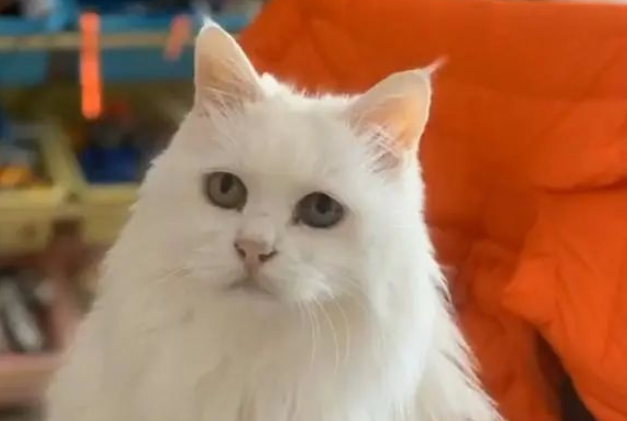 一只14岁猫咪的一生,看完泪流满面(图1)