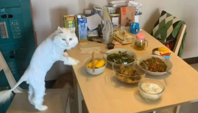 一只14岁猫咪的一生,看完泪流满面(图3)