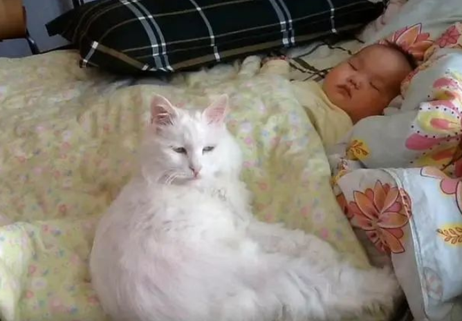 一只14岁猫咪的一生,看完泪流满面(图4)