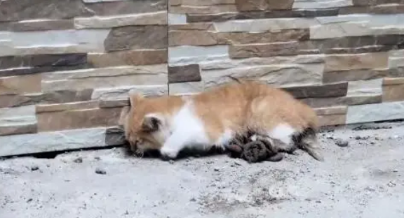 小猫腹部撕,虽熬过了手术,却还没能扛过来(图1)