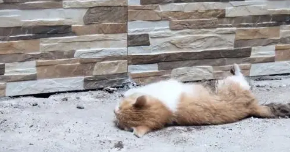 小猫腹部撕,虽熬过了手术,却还没能扛过来(图2)