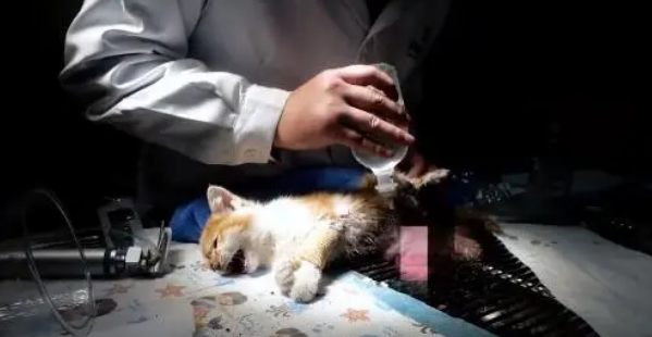 小猫腹部撕,虽熬过了手术,却还没能扛过来(图5)
