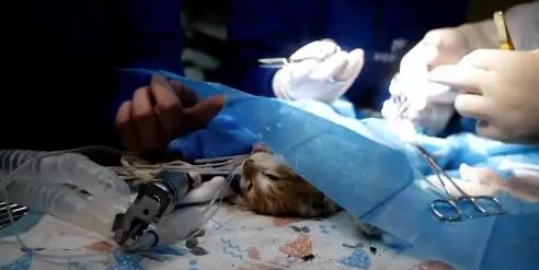 小猫腹部撕,虽熬过了手术,却还没能扛过来(图7)