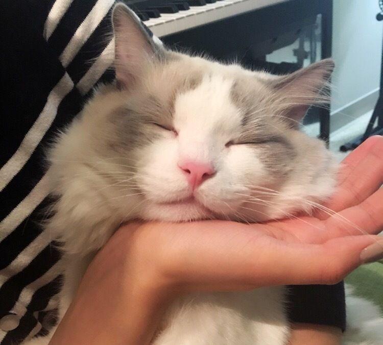 “狮子猫”和“布偶猫”有这些区别,看完后,你更想养哪只?(图3)