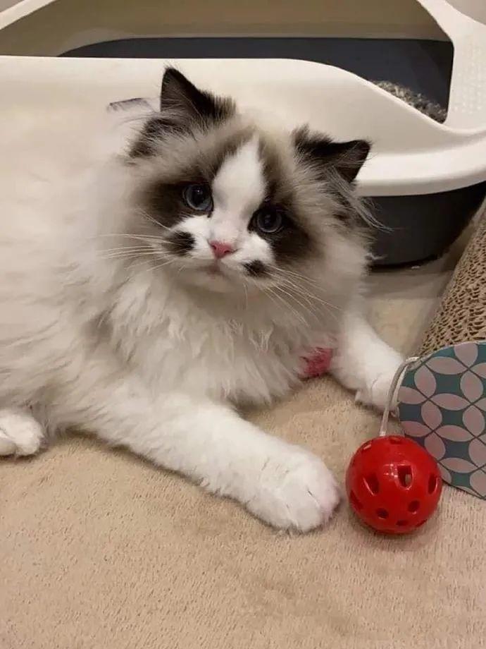 “狮子猫”和“布偶猫”有这些区别,看完后,你更想养哪只?(图7)