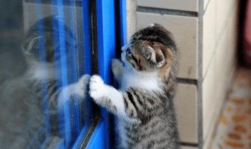 蜘蛛人擦玻璃时,遇到一户人家的猫咪(图2)