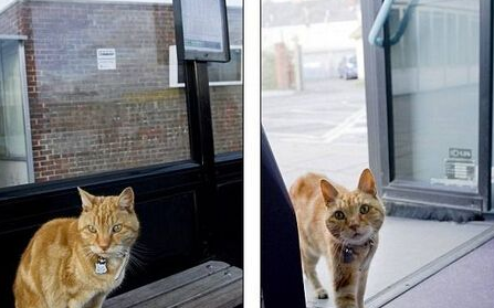 英国神奇老猫每天搭公车兜风 四年如一日(图1)