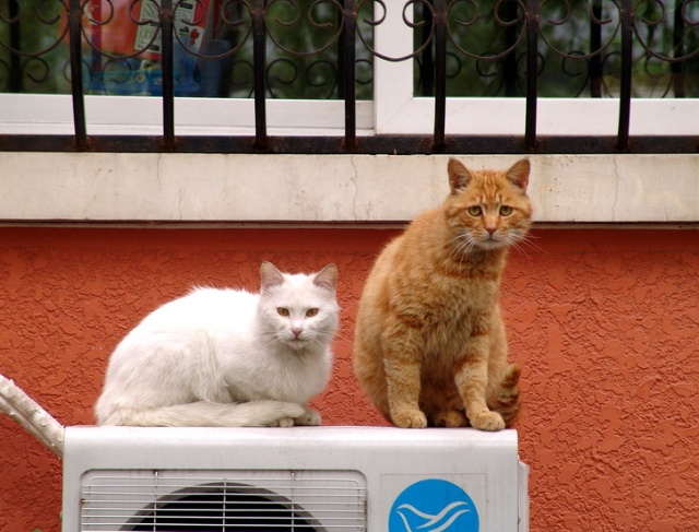 流浪猫被收留后坐拥近十座“豪宅”,网友点赞:太有爱了(图1)