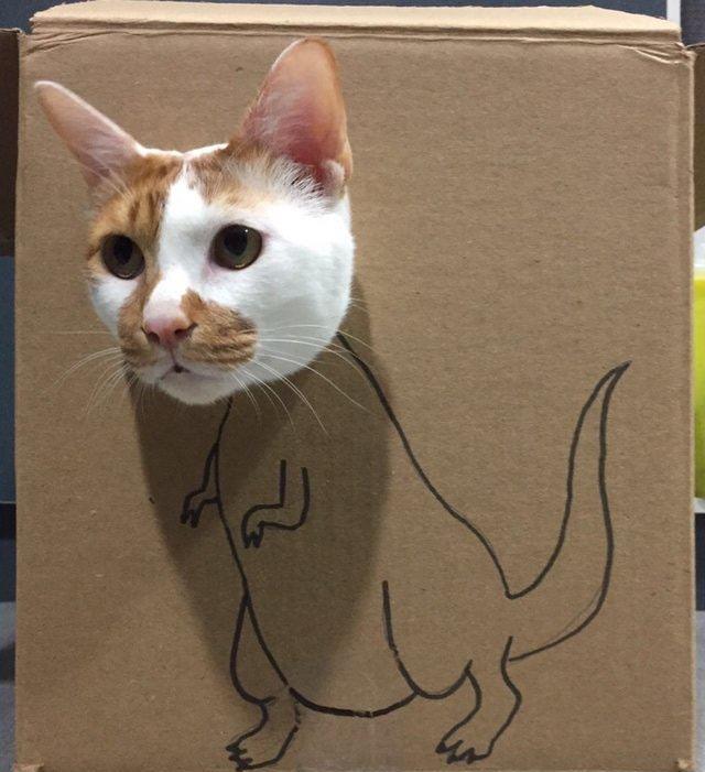 流浪猫被收留后坐拥近十座“豪宅”,网友点赞:太有爱了(图2)